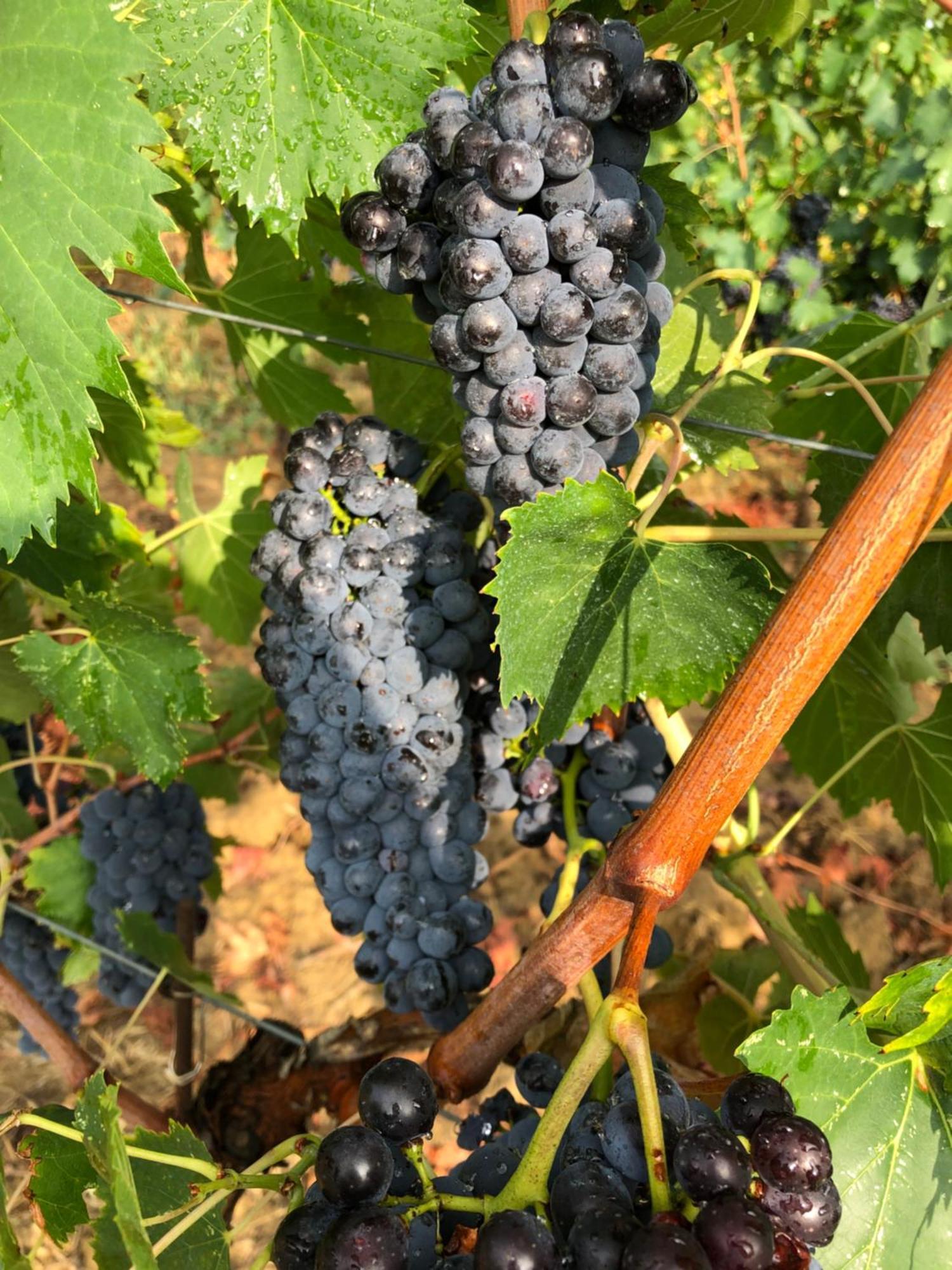 Agriturismo La Posta Reale Castiglion Fibocchi Luaran gambar